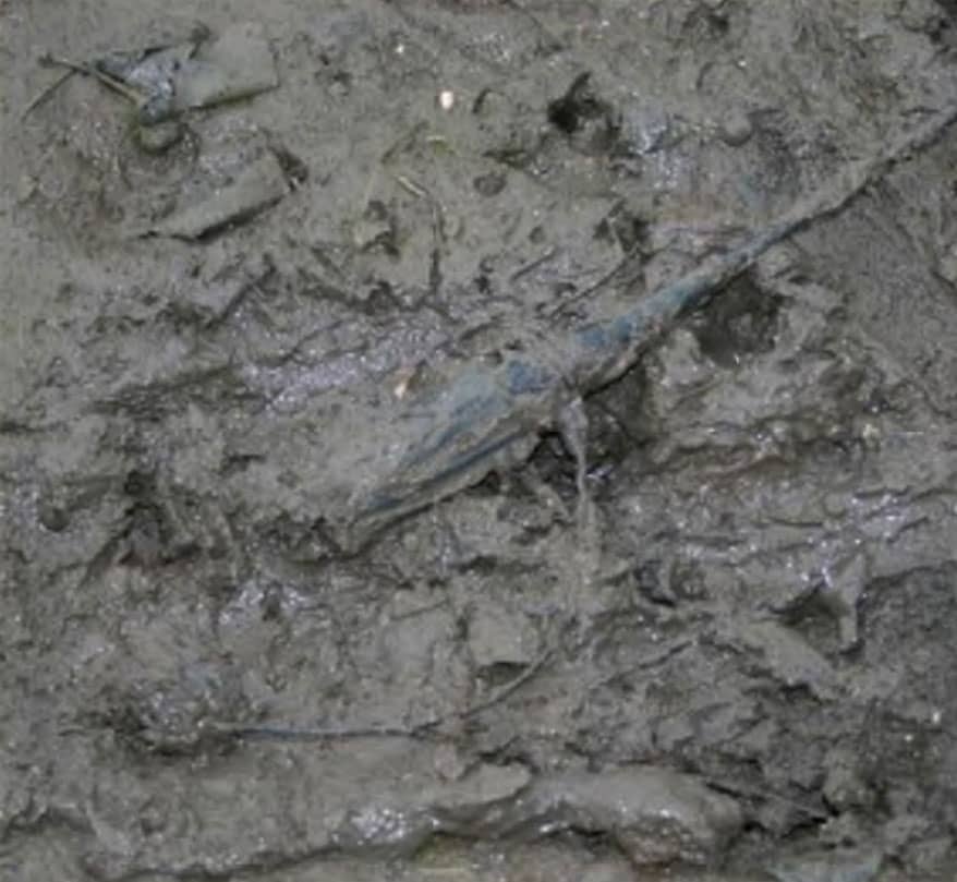 Expanded beam connector submerged in mud.