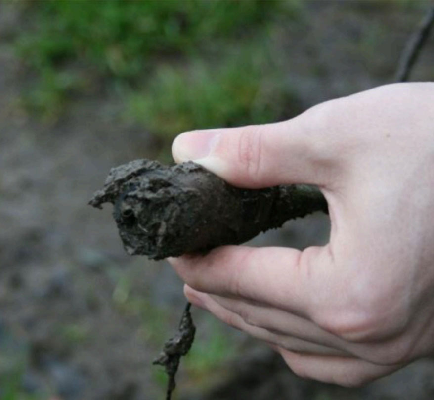 Expanded beam connector covered in debris.